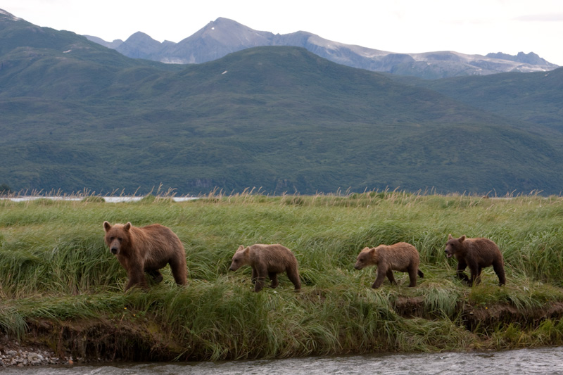 Grizzly Bear Sow And Cubs